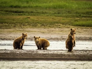 Alaska Peninsula Prints: Alaska Chasing Salmon Coastal Brown Bears Face Off! Mother Brown Bea