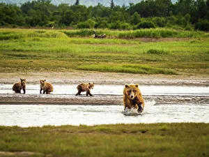 Alaska Peninsula Prints: Alaska Chasing Salmon Coastal Brown Bears Face Off! Mother Brown Bea