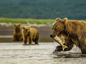 Alaska Peninsula Prints: Alaska Chasing Salmon Coastal Brown Bears (Ursus Arctos Horribilis)
