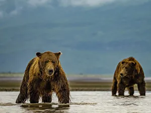 Alaska Peninsula Prints: Alaska Chasing Salmon Coastal Brown Bears (Ursus Arctos Horribilis)
