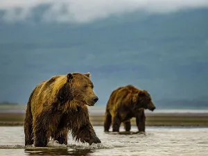 Alaska Chasing Salmon Coastal Brown Bears (Ursus Arctos Horribilis)