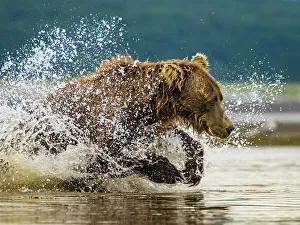 Alaska Peninsula Prints: Alaska Chasing Salmon Coastal Brown Bears (Ursus Arctos Horribilis)
