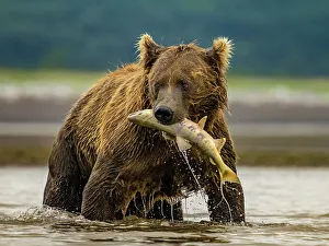 Alaska Chasing Salmon Coastal Brown Bears (Ursus Arctos Horribilis)