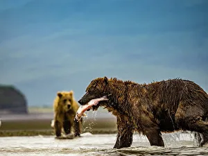 Alaska Peninsula Prints: Alaska Chasing Salmon Coastal Brown Bears (Ursus Arctos Horribilis)