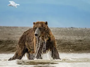 Alaska Chasing Salmon Coastal Brown Bears (Ursus Arctos Horribilis)