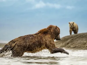 Alaska Peninsula Prints: Alaska Chasing Salmon Coastal Brown Bears (Ursus Arctos Horribilis)