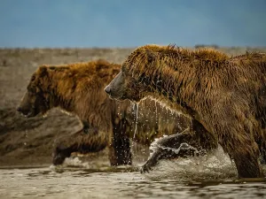 Alaska Chasing Salmon Coastal Brown Bears (Ursus Arctos Horribilis)
