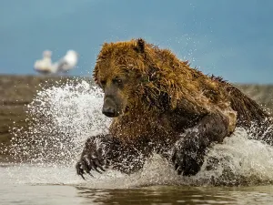 Alaska Chasing Salmon Coastal Brown Bears (Ursus Arctos Horribilis)