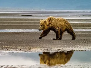 Alaska Peninsula Prints: Alaska Chasing Salmon Coastal Brown Bears (Ursus Arctos Horribilis)