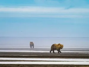 Foggy Prints: Alaska Chasing Salmon Coastal Brown Bears (Ursus Arctos Horribilis)