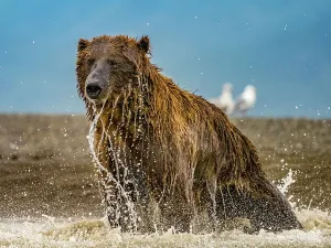 Alaska Chasing Salmon Coastal Brown Bears (Ursus Arctos Horribilis)