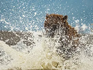 Alaska Chasing Salmon Coastal Brown Bears (Ursus Arctos Horribilis)