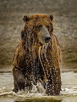 Animal Wildlife Prints: Alaska Chasing Salmon Coastal Brown Bears (Ursus Arctos Horribilis)