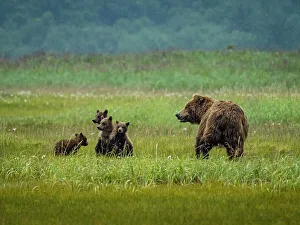 Alaska Peninsula Prints: Alaska COY Chasing Salmon Coastal Brown Bears (Ursus Arctos Horribilis)