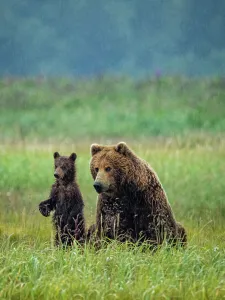 Alaska Peninsula Prints: Alaska COY Chasing Salmon Coastal Brown Bears (Ursus Arctos Horribilis)