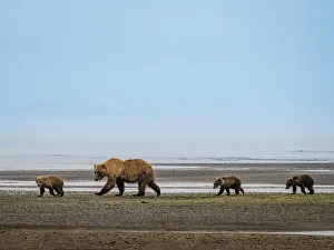 Brown Bear Prints: Alaska COY Chasing Salmon Coastal Brown Bears (Ursus Arctos Horribilis)