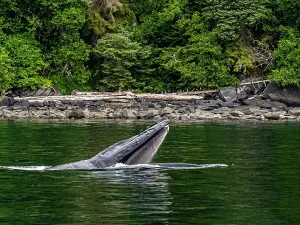 Juneau Prints: Alaska Fingers Humpback Whale (Megaptera Novaeangliae)