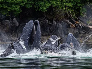 Juneau Prints: Alaska Fingers Humpback Whale (Megaptera Novaeangliae)