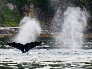 Juneau Prints: Alaska Fingers Humpback Whale (Megaptera Novaeangliae)