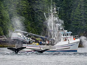 Juneau Prints: Alaska Fingers Humpback Whale (Megaptera Novaeangliae)