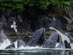 Juneau Prints: Alaska Fingers Humpback Whale (Megaptera Novaeangliae)