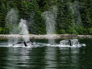 Juneau Prints: Alaska Fingers Humpback Whale (Megaptera Novaeangliae)