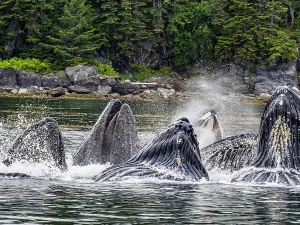 Juneau Prints: Alaska Fingers Humpback Whale (Megaptera Novaeangliae)