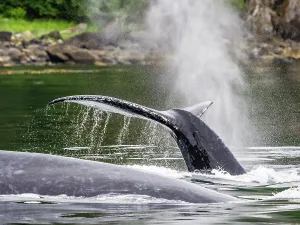 Juneau Prints: Alaska Fingers Humpback Whale (Megaptera Novaeangliae)