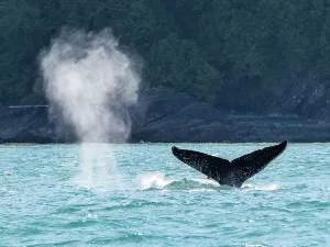 Juneau Prints: Alaska Glacier Bay Humpback Whale (Megaptera Novaeangliae)
