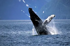 Splash Prints: Alaska, Inside Passage Humpback whale (Megaptera novaengliae) breaching behavior