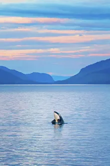 Animal Wildlife Prints: Alaska Inside Passage Lindblad National Geographic