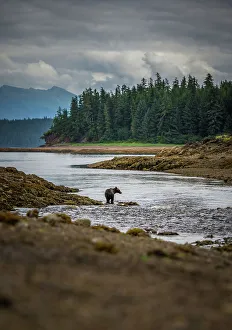 Juneau Prints: Alaska Inside Passage National Geographic Sea Lion