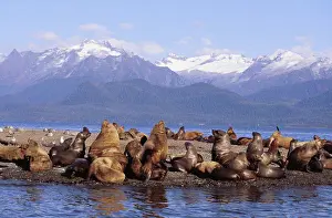 Alaska, Lynn Canal, Coast Range, Sea lions resting on haulout