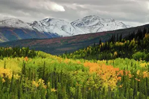 Luminous Prints: Alaska Range in Autumn, Taiga, Tundra, Denali National Park, Alaska, USA