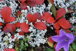 Mind Prints: Alaska tundra bearberry leaves & hairbell Int AK