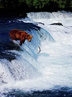 Brown Bear Prints: Alaskan brown bear or grizzly watching a red salmon leap Brooks Falls