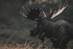 Alaskan bull moose (alces alces gigas) in Yukon Territory, Canada