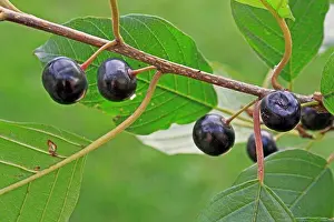 Growing Prints: Alder Buckthorn (Frangula alnus) close-up of berries