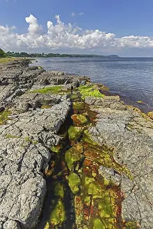 Body Of Water Prints: Alga in tide pool, rock pool on rocky coast along the Baltic Sea near Vik