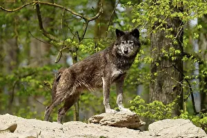 Hills Prints: Algonquin wolf (Canis lupus lycaon), wolf, American wolf, on a hill, Germany, Europe