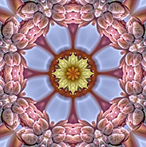 Dreamy Prints: An alien looking flower created by applying fractal mirroring to a photo of an Echeveria Rosea flower