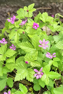 Pink Prints: Allackerbeere, Allacker-Beere, Schwedische Ackerbeere