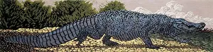 Jun07 Prints: Alligator Barry Wilson (b.1961 American) Woodcut Print