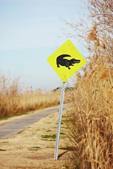 Wildlife Conservation Prints: Alligator Crossing sign, Sabine National Wildlife Refuge
