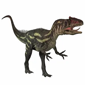 Toughness Prints: Allosaurus, a large theropod predatory dinosaur that lived in the late Jurassic period