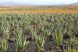 Canary Islands Prints: Aloe Vera Cultivation on Fuerteventura