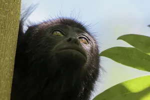 Staring Prints: Alouatta Pigra, While you might not always see them you often hear howler monkeys while visiting Xunantunich