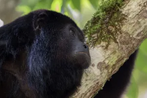 Male Adult Prints: Alouatta Pigra, While you might not always see them you often hear howler monkeys while visiting Xunantunich