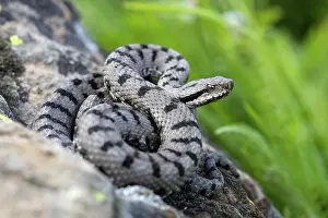 Chordate Prints: Alp Asp Viper (Vipera aspis atra) male, Les Claux, Alps, France