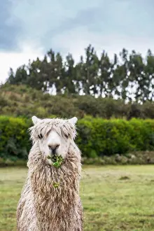 Fluffy Prints: Alpaca at the old Inca site of Sacsayhuaman above Cusco / Peru